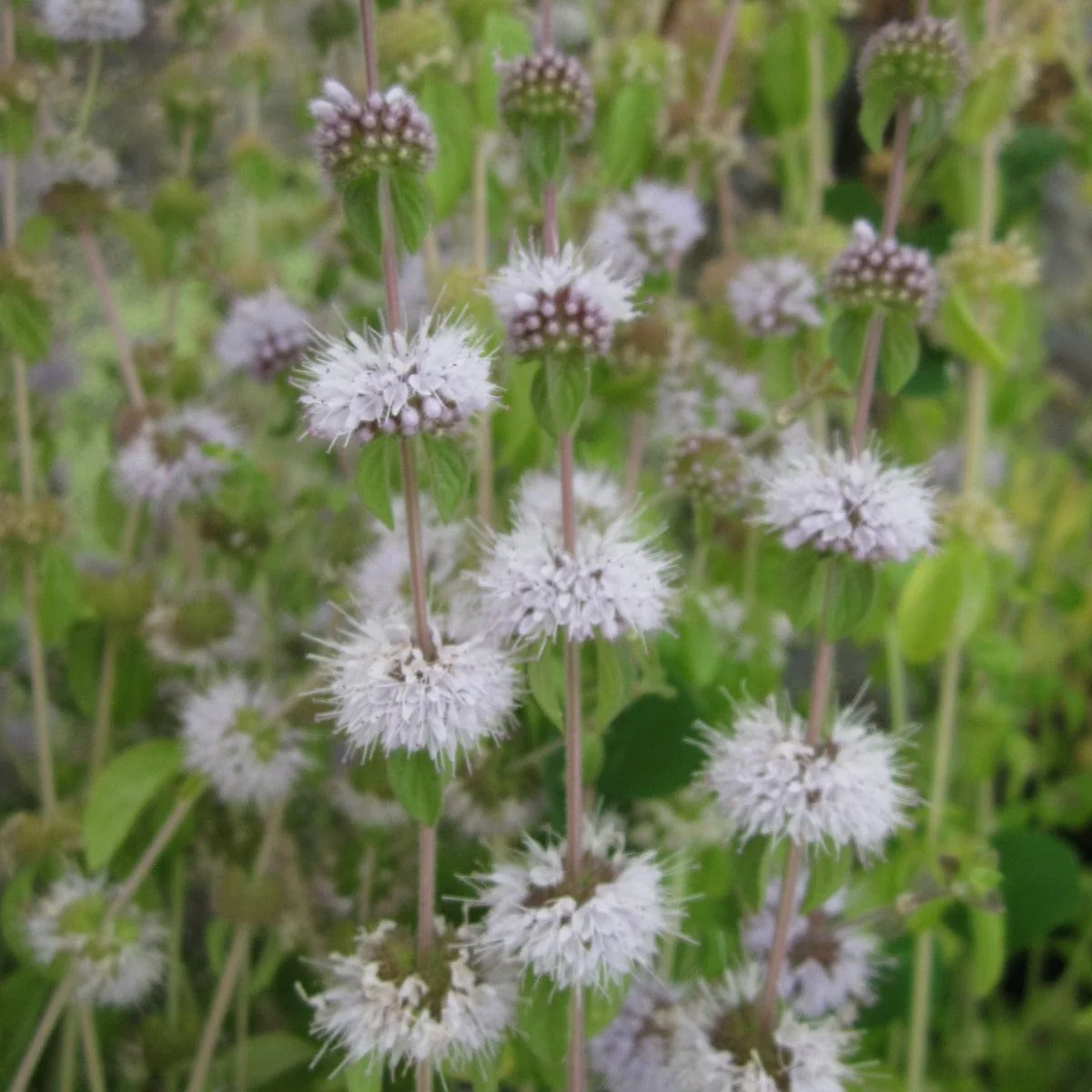 Pennyroyal | Mentha pulegium