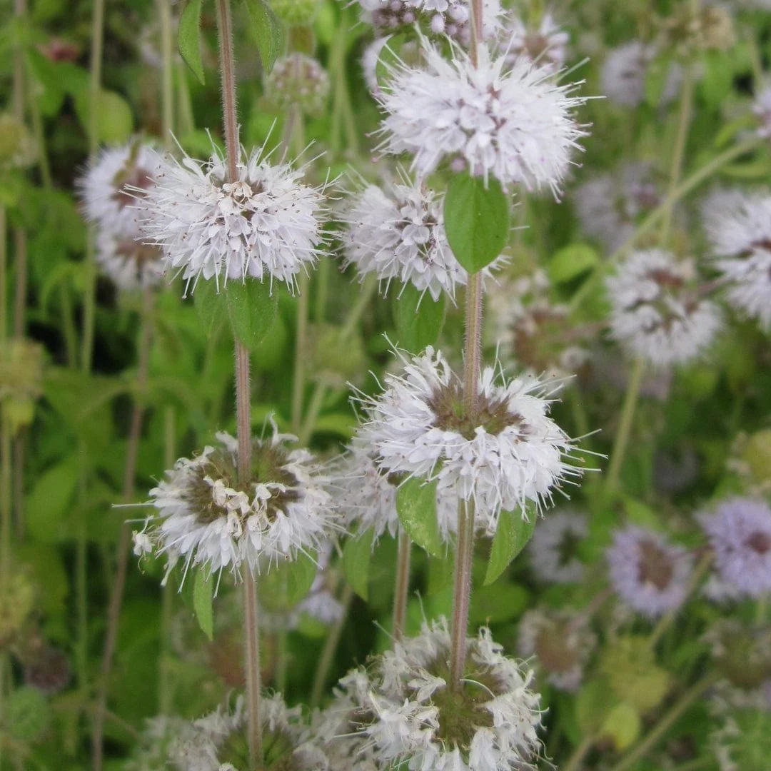 Pennyroyal | Mentha pulegium - Image 2