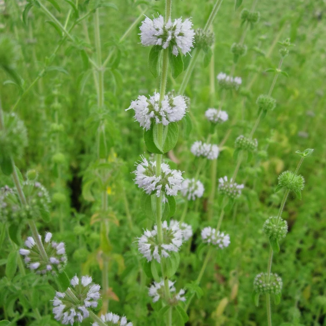 Pennyroyal | Mentha pulegium - Image 3