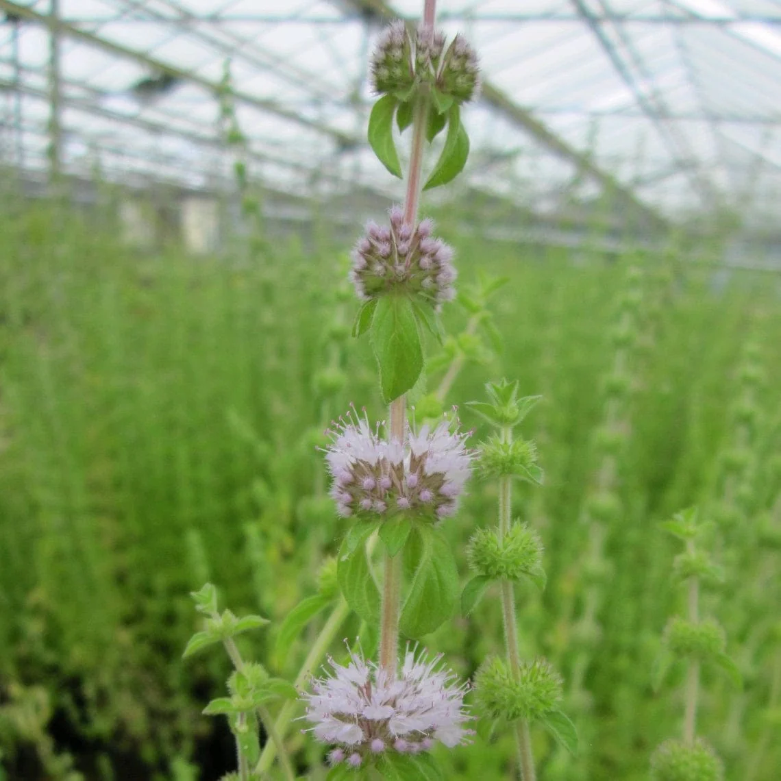Pennyroyal | Mentha pulegium - Image 4