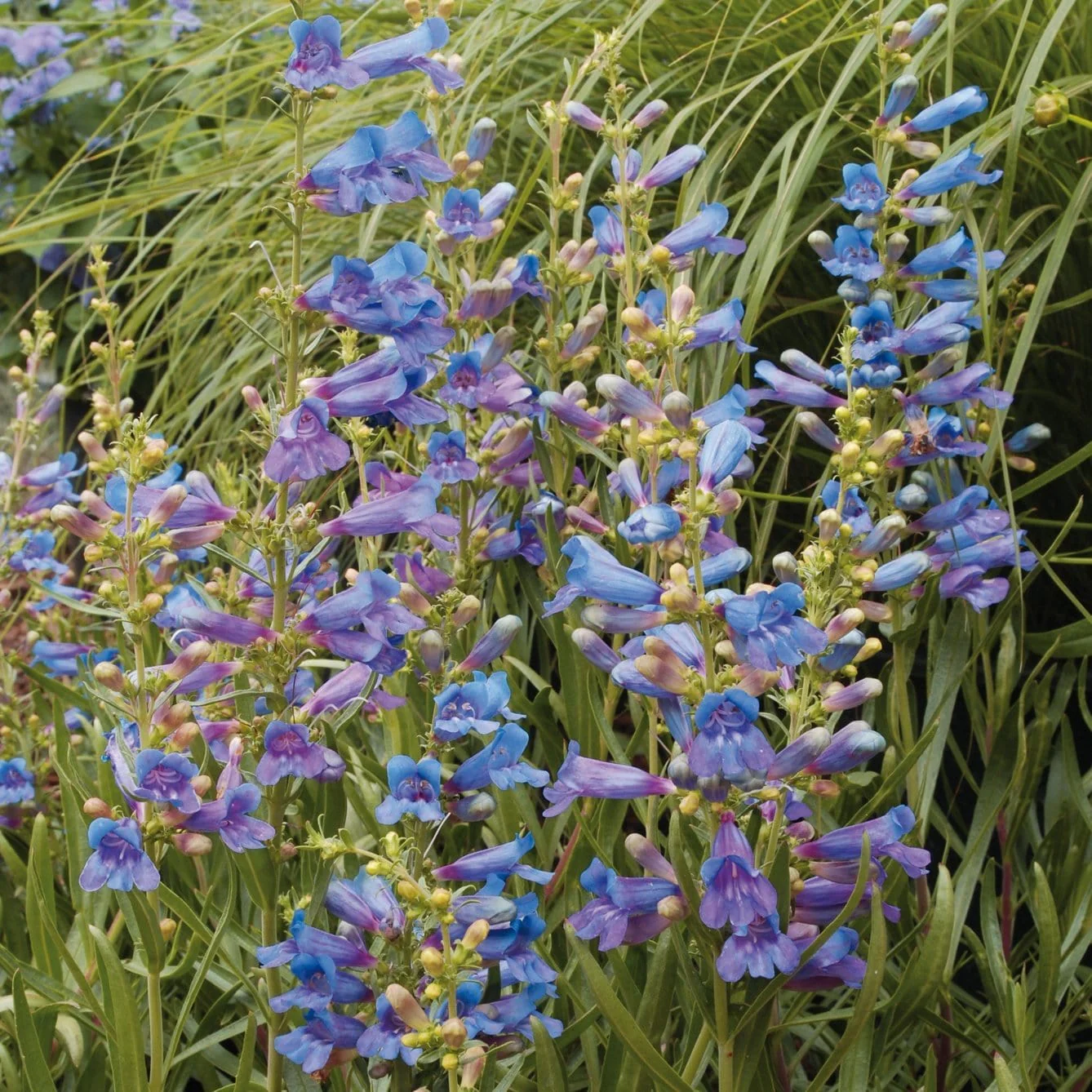 Penstemon 'Electric Blue' - Image 3