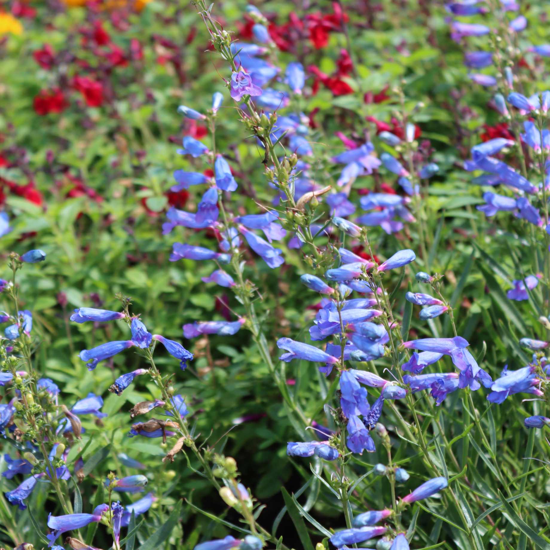 Penstemon 'Electric Blue' - Image 4