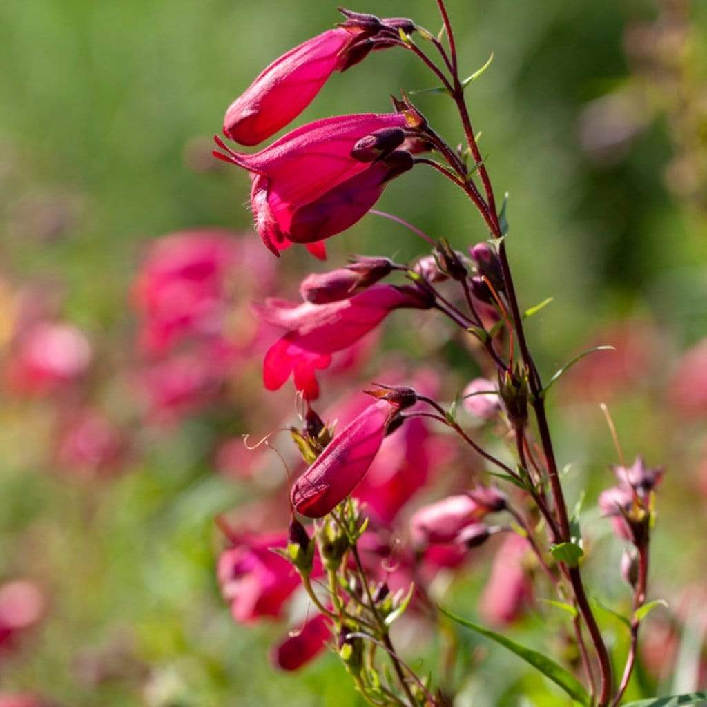 Penstemon 'Garnet' - Image 3