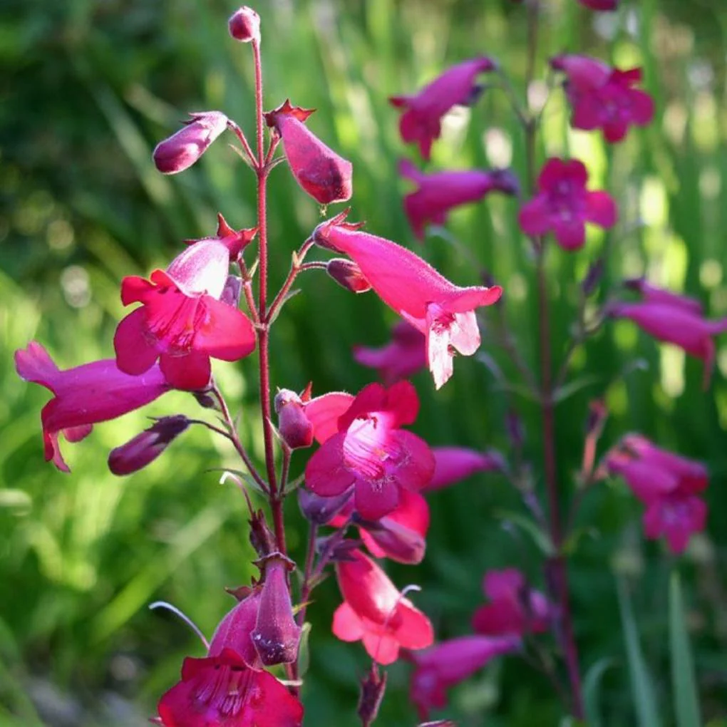 Penstemon 'Garnet' - Image 4