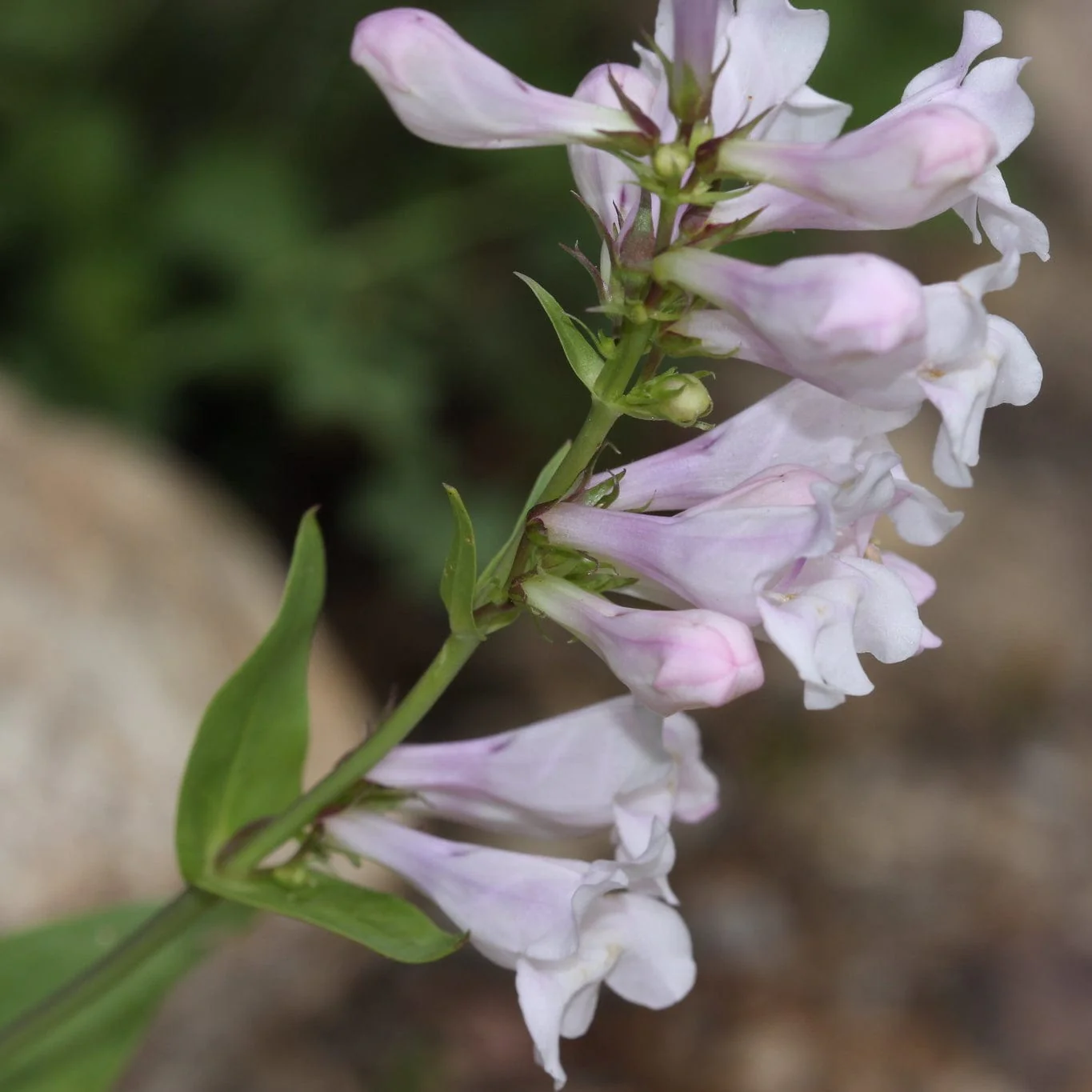 Penstemon 'Pensham Wedding Day' - Image 3