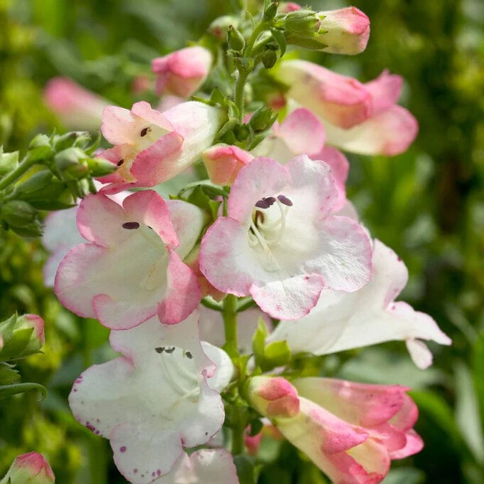 Penstemon 'Phoenix Appleblossom'