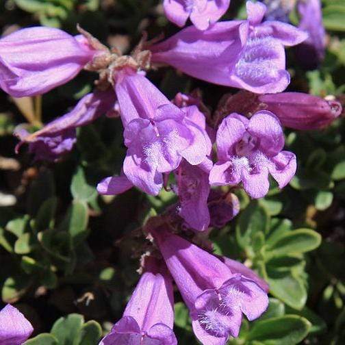 Penstemon 'Sour Grapes'