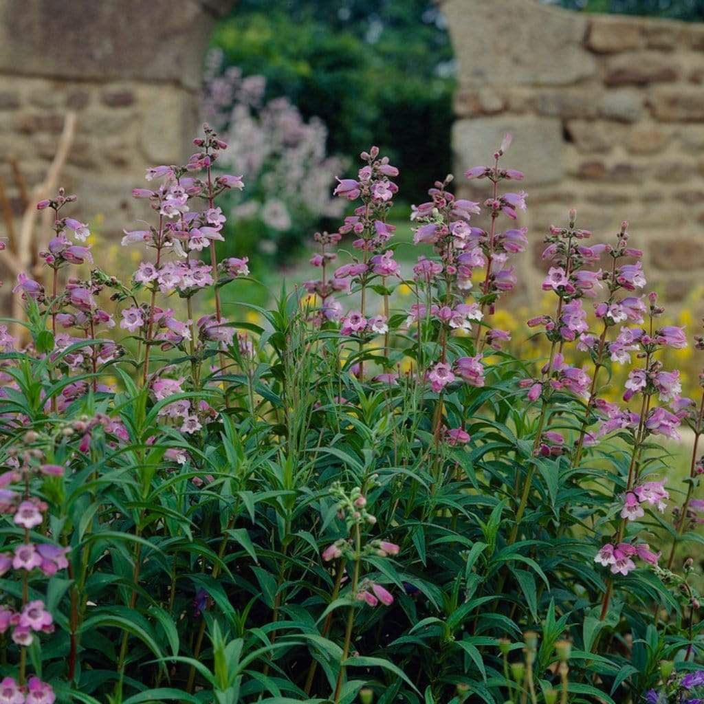 Penstemon 'Sour Grapes' - Image 2