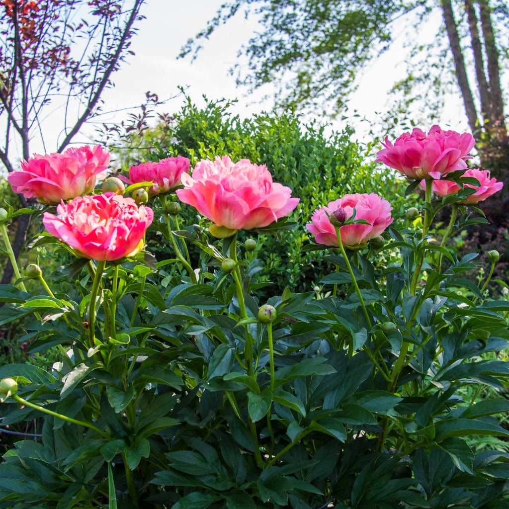 Peony 'Coral Sunset'