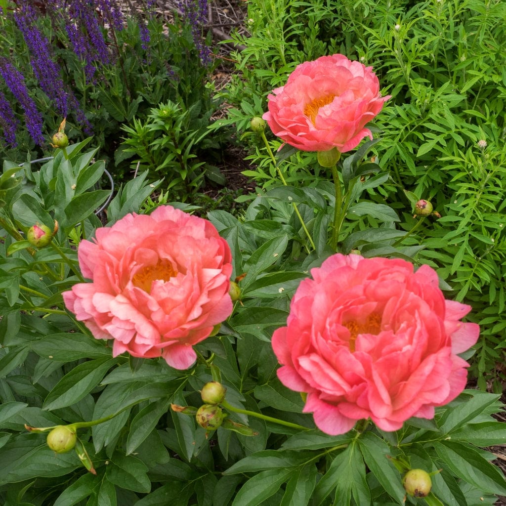Peony 'Coral Sunset' - Image 5