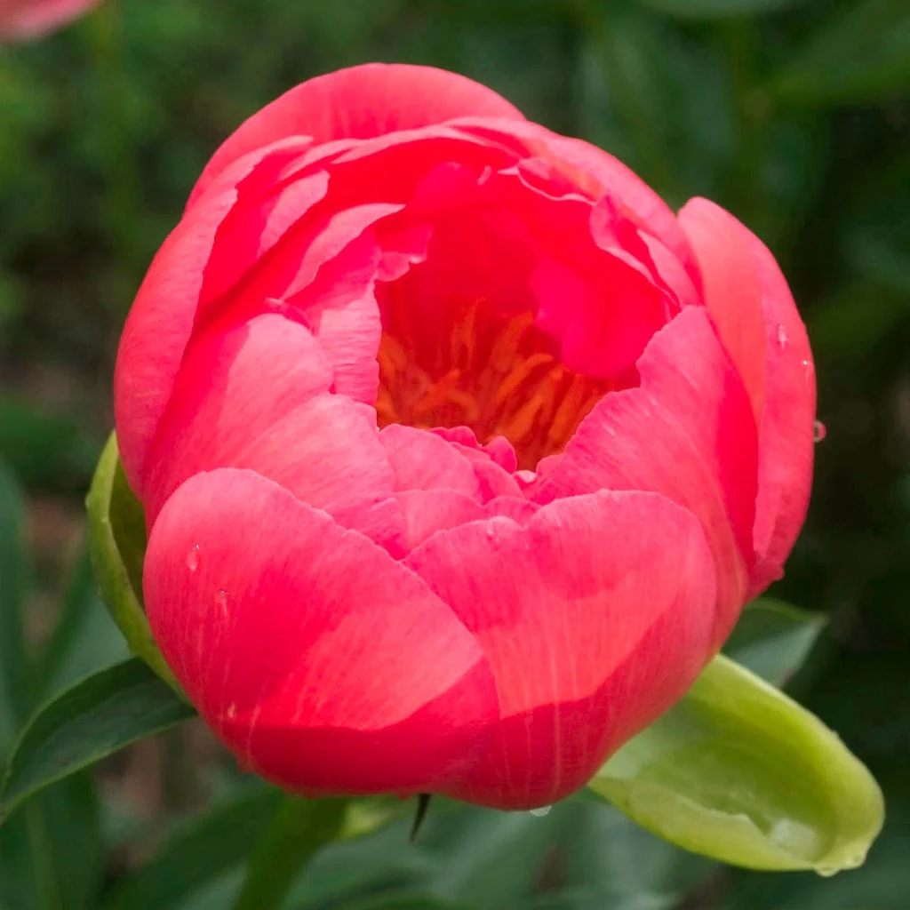 Peony 'Coral Supreme'