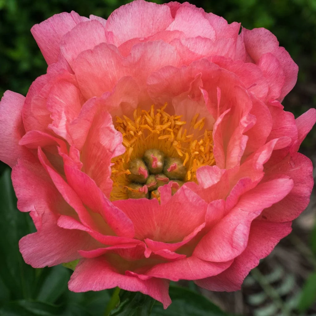 Peony 'Coral Supreme' - Image 2