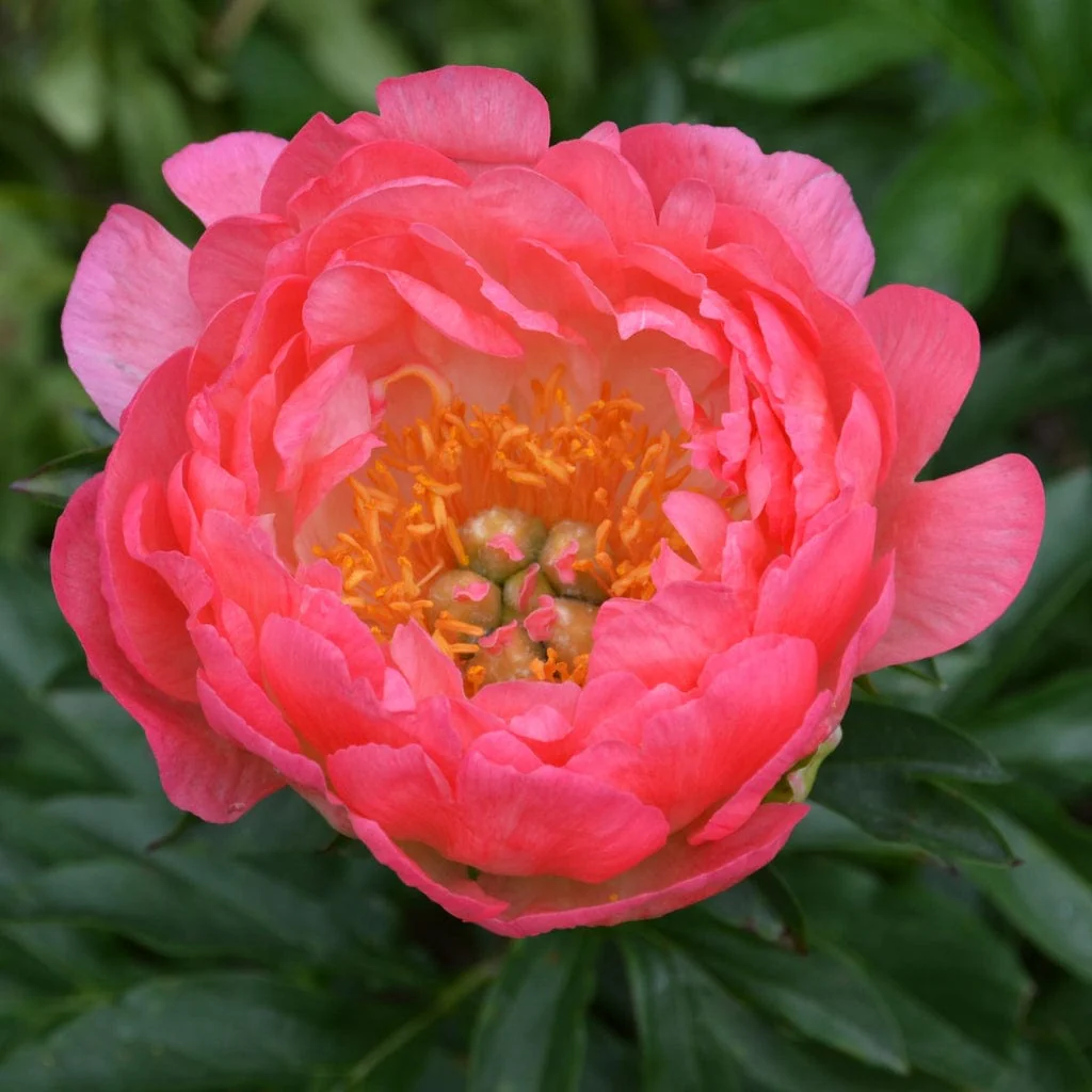 Peony 'Coral Supreme' - Image 3