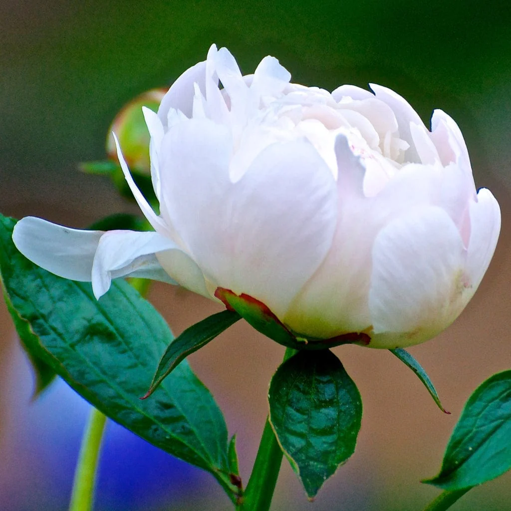 Peony 'Duchesse de Nemours'