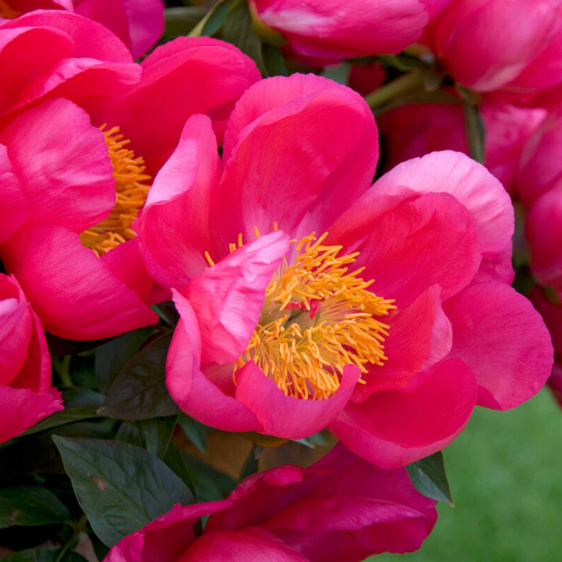 Peony 'Flame' - Image 2