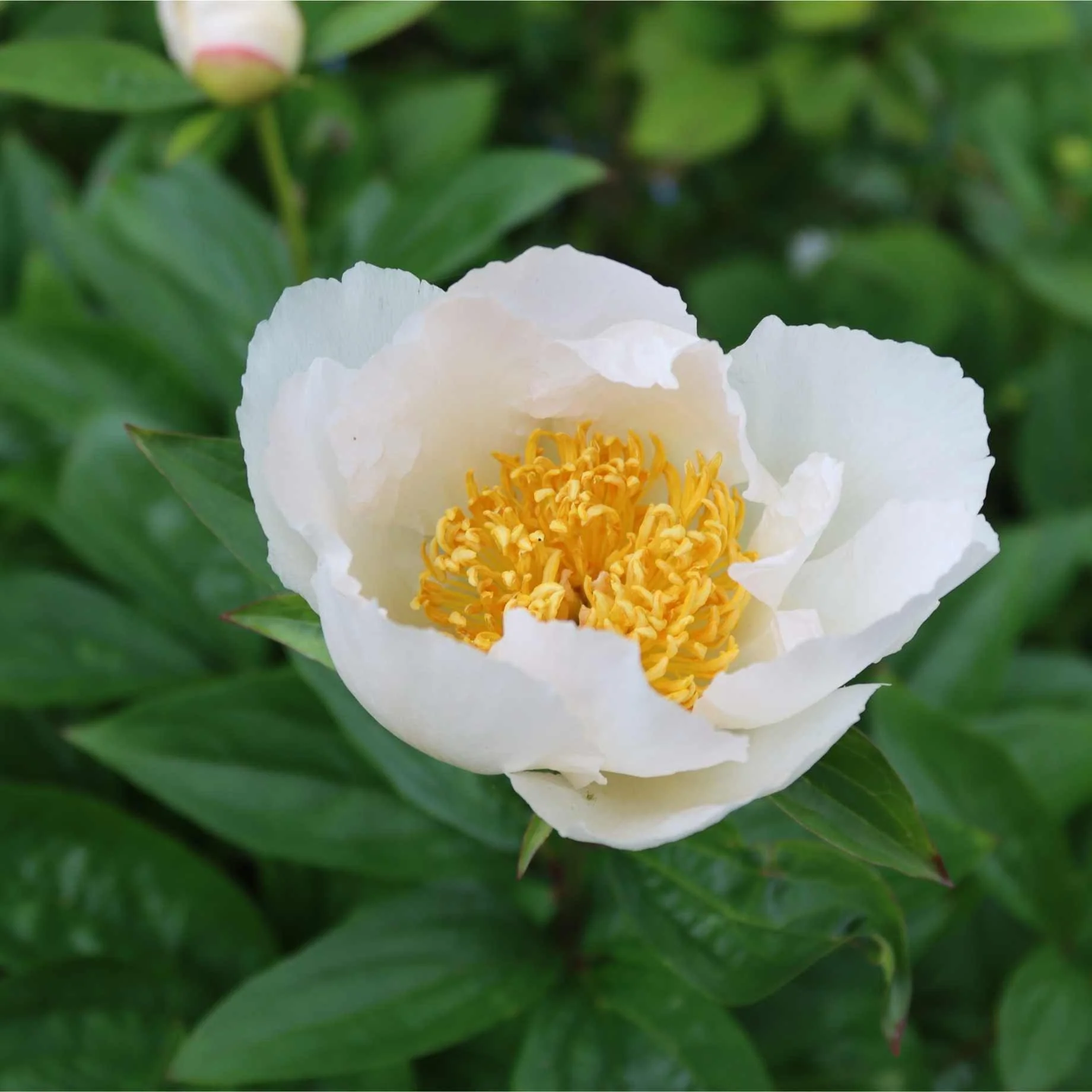 Peony 'Krinkled White' - Image 2