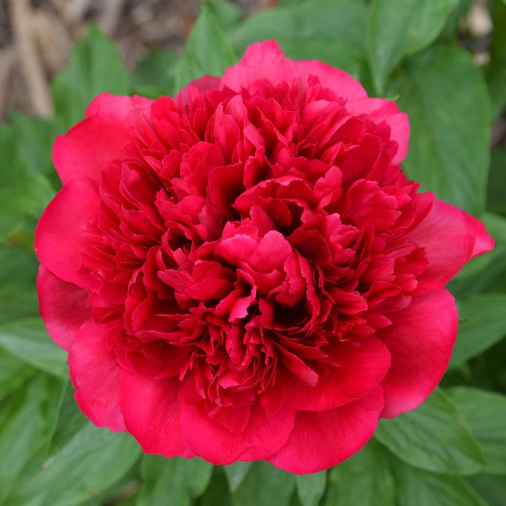 Peony 'Many Happy Returns'