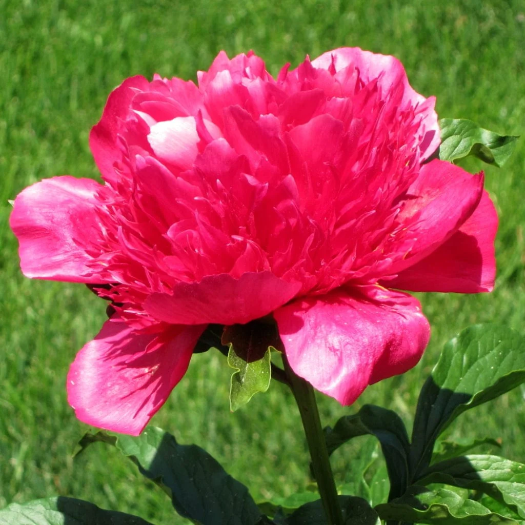Peony 'Many Happy Returns' - Image 3