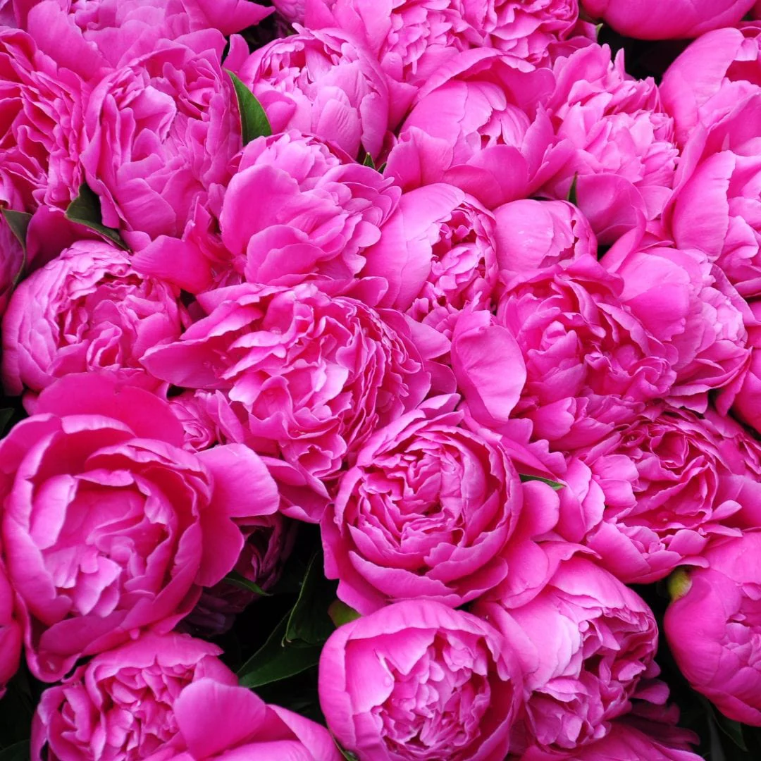 Peony 'Mother's Best' - Image 2