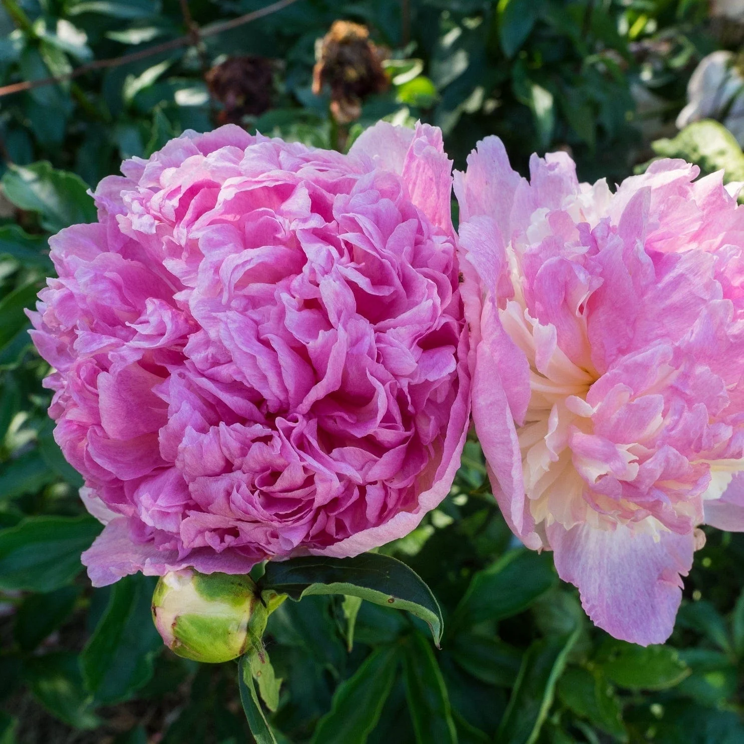 Peony 'Raspberry Sundae'