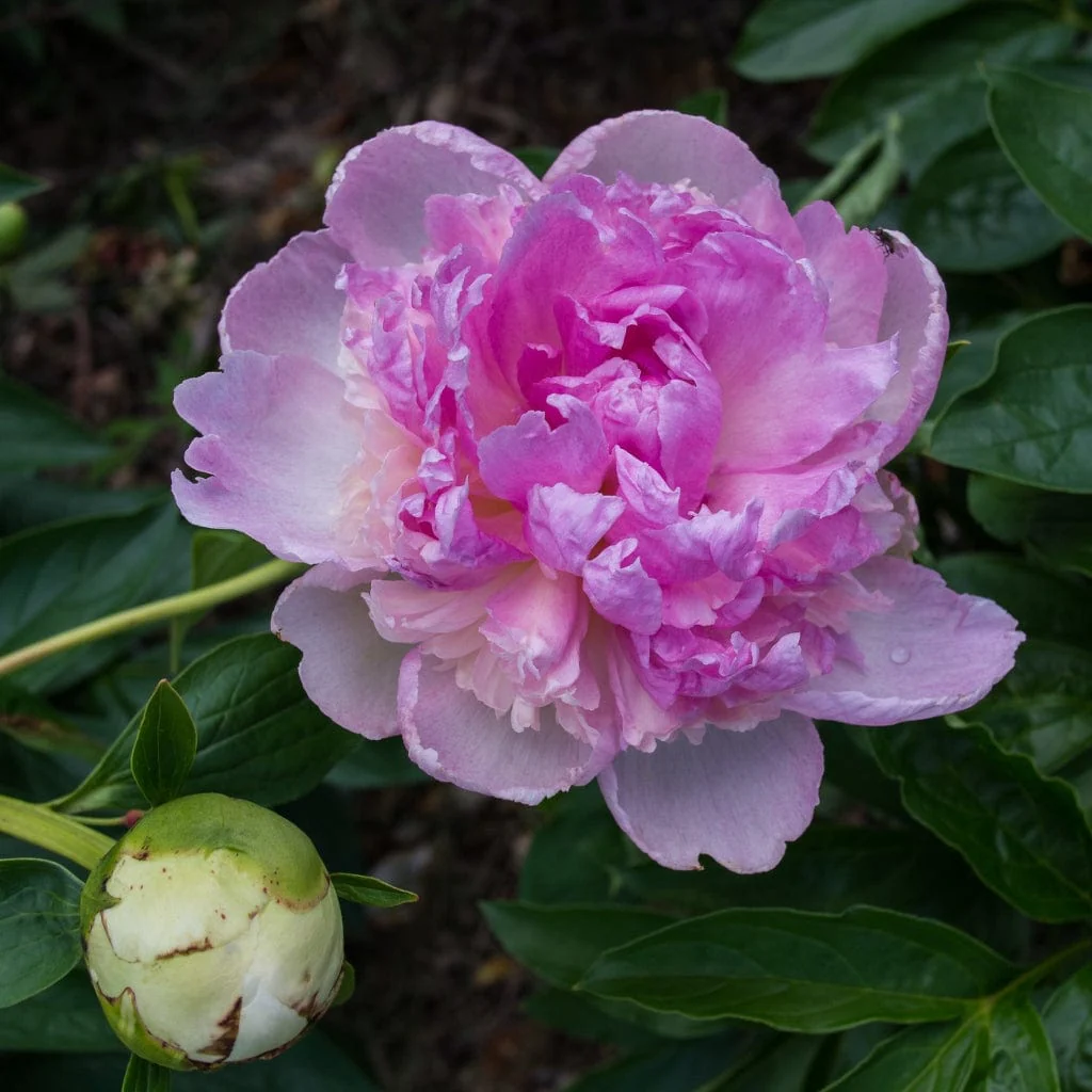 Peony 'Raspberry Sundae' - Image 2