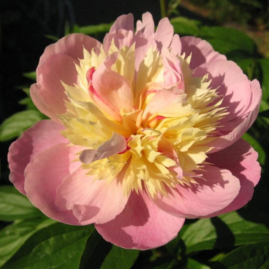 Peony 'Sorbet' - Image 2