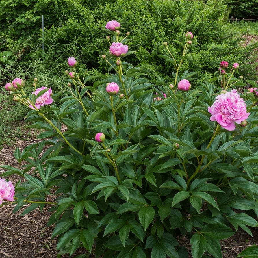 Peony 'Sorbet' - Image 5