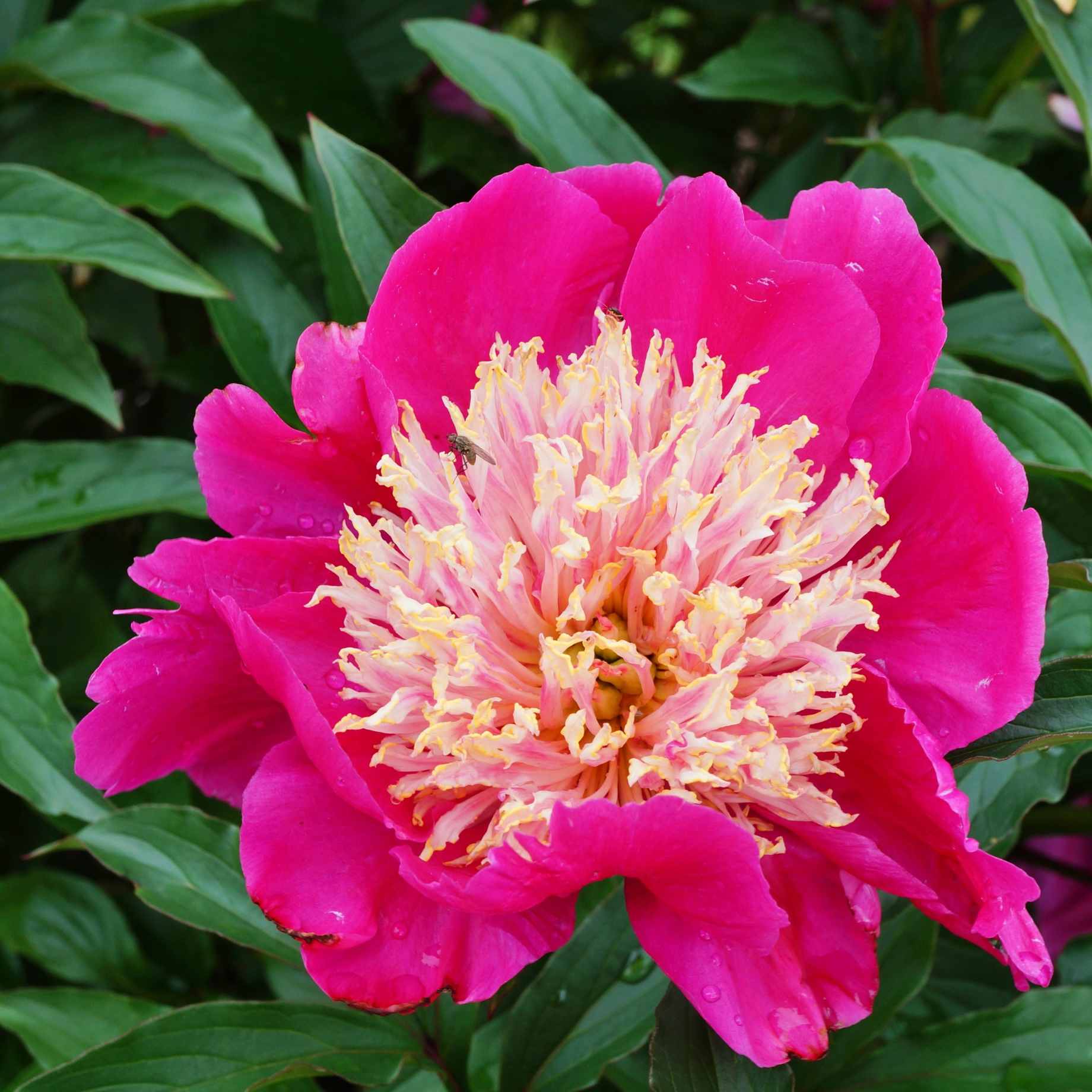 Peony 'Tom Cat'