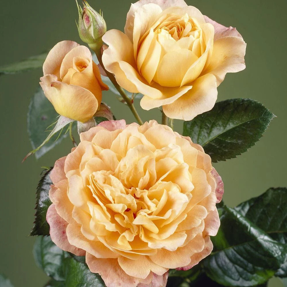'Perfect Harmony' Hybrid Tea Rose - Image 3