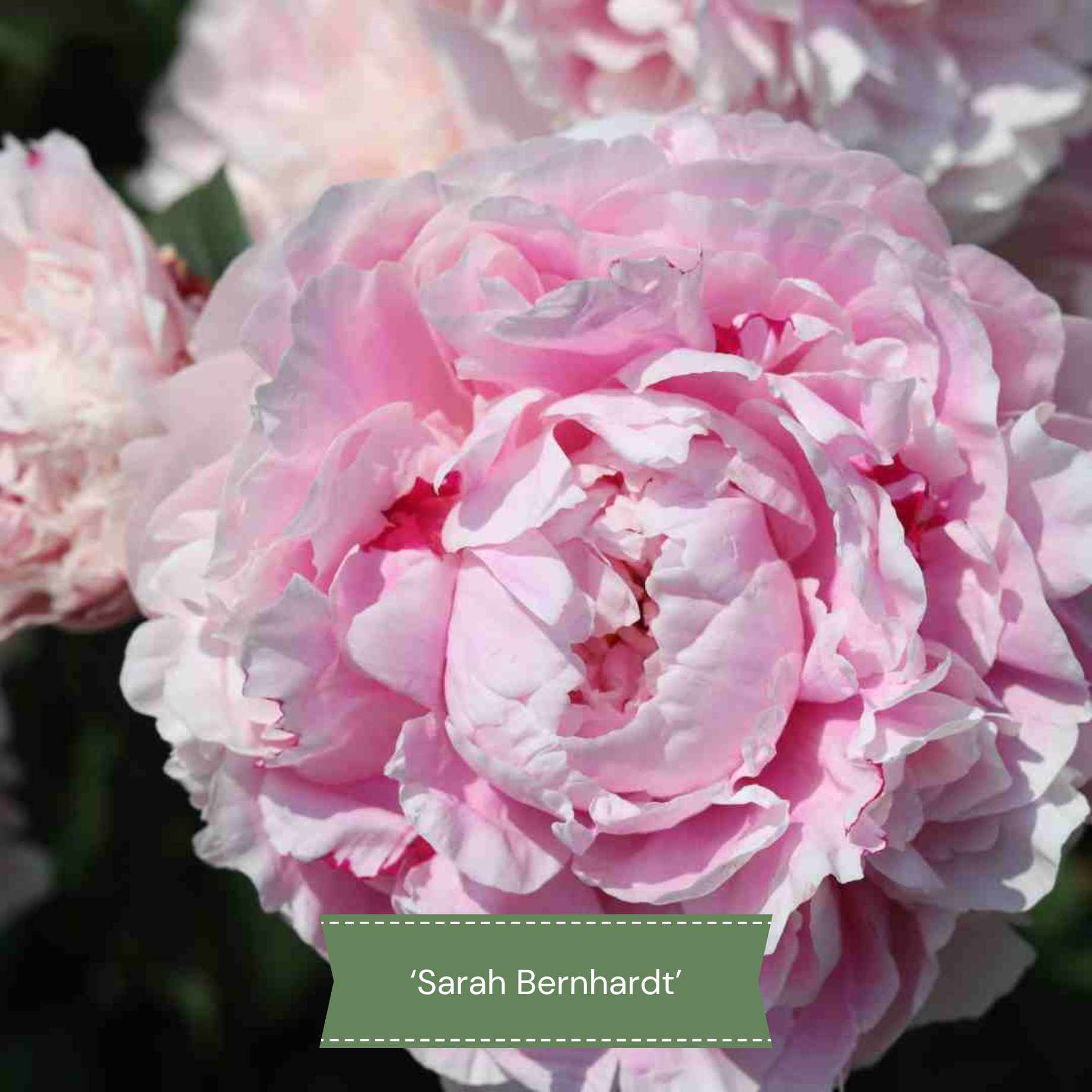 Perfect Peony Plants Collection - Image 2