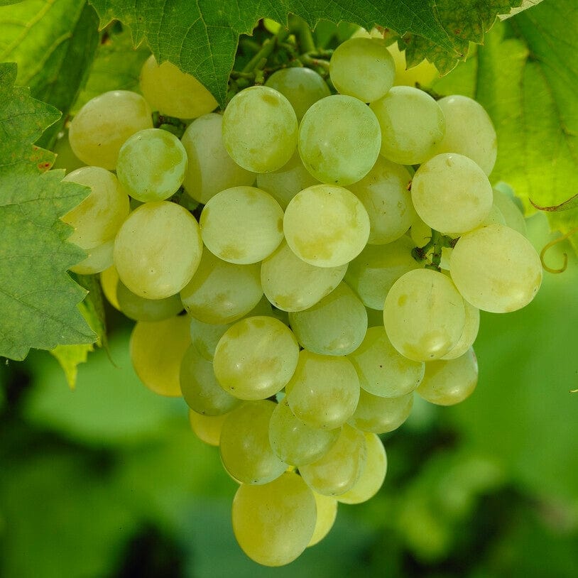 'Perlette' Grape Vine
