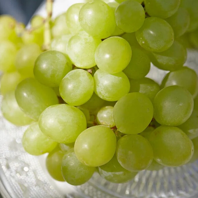 'Perlette' Grape Vine - Image 3