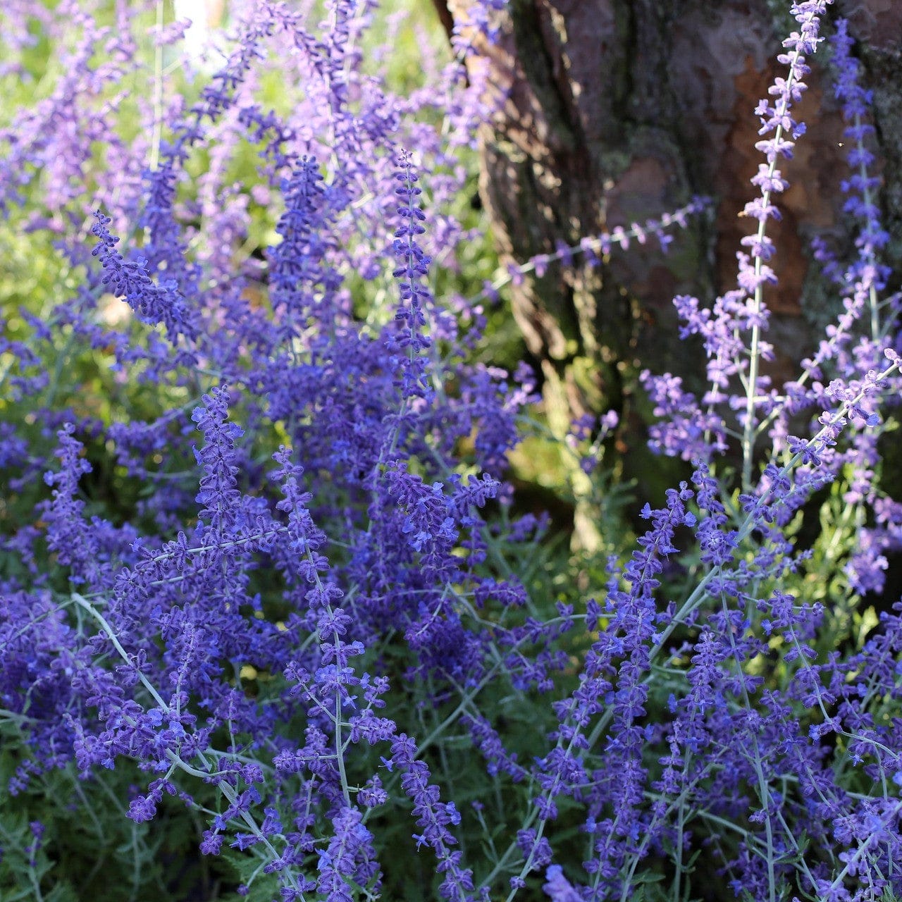 Perovskia 'Lacey Blue'