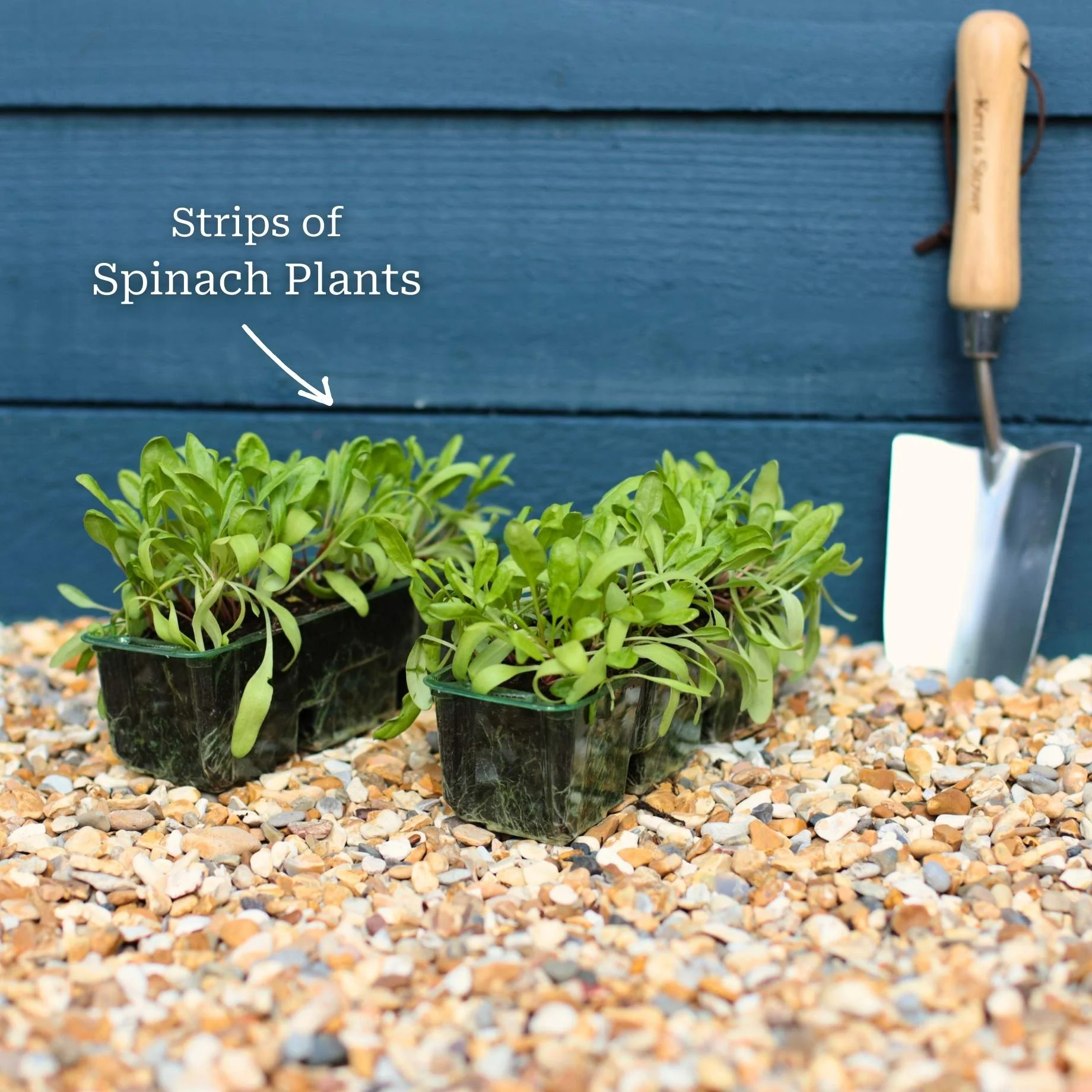 Spinach Plants - Image 6