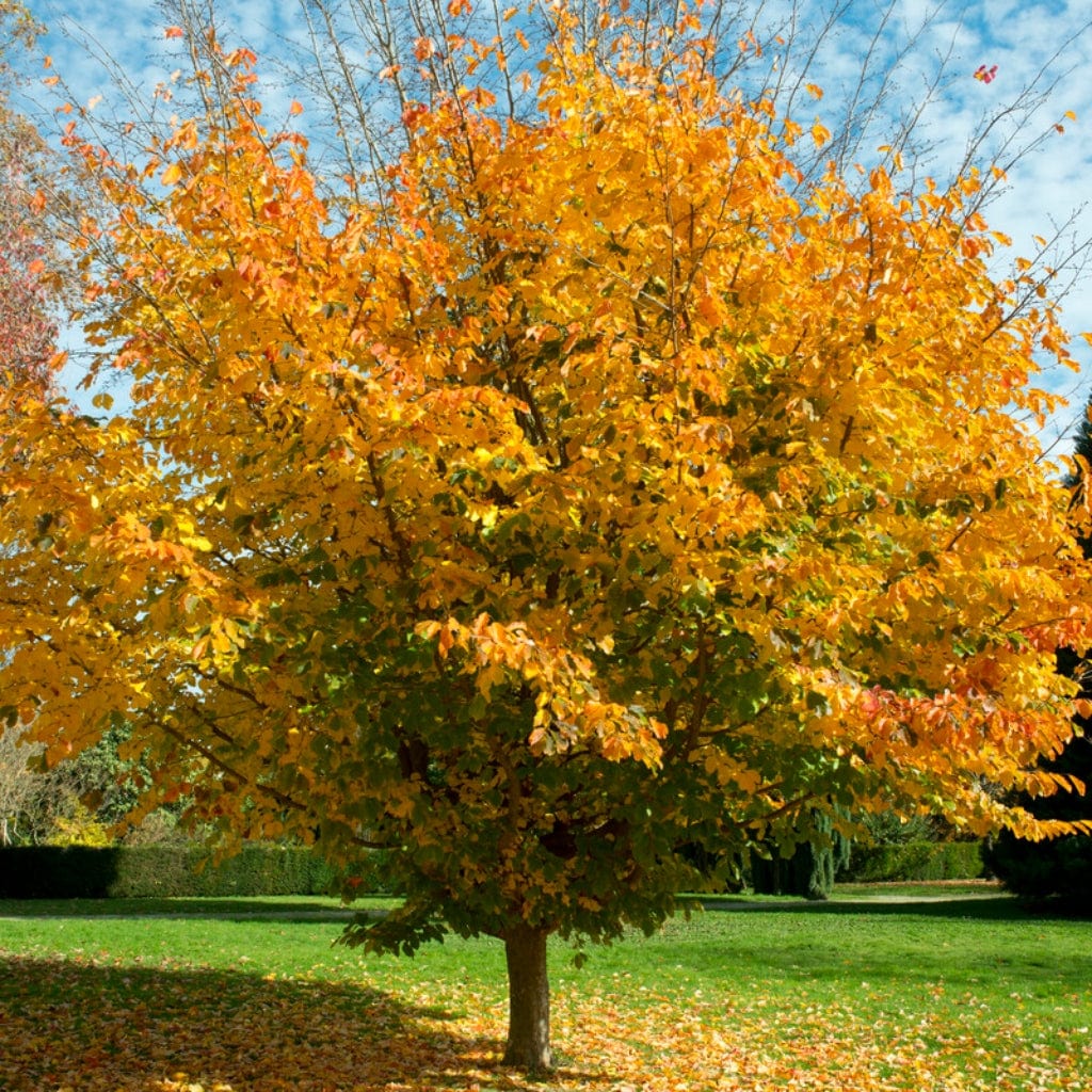 Persian Ironwood Tree | Parrotia persica - Image 2