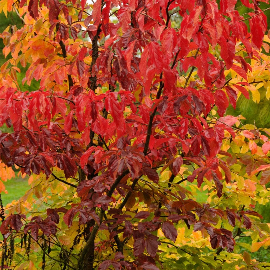 Persian Ironwood Tree | Parrotia persica - Image 3