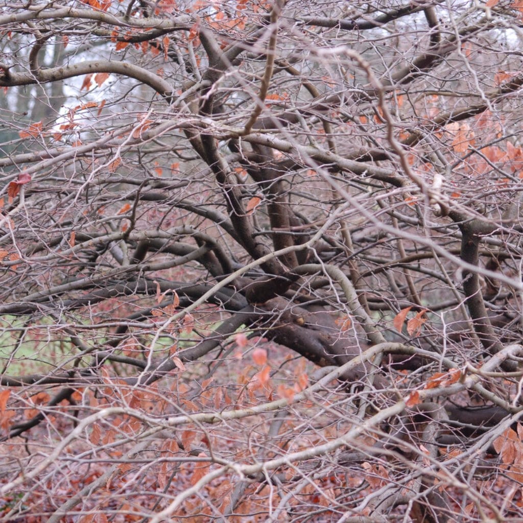 Persian Ironwood Tree | Parrotia persica - Image 4