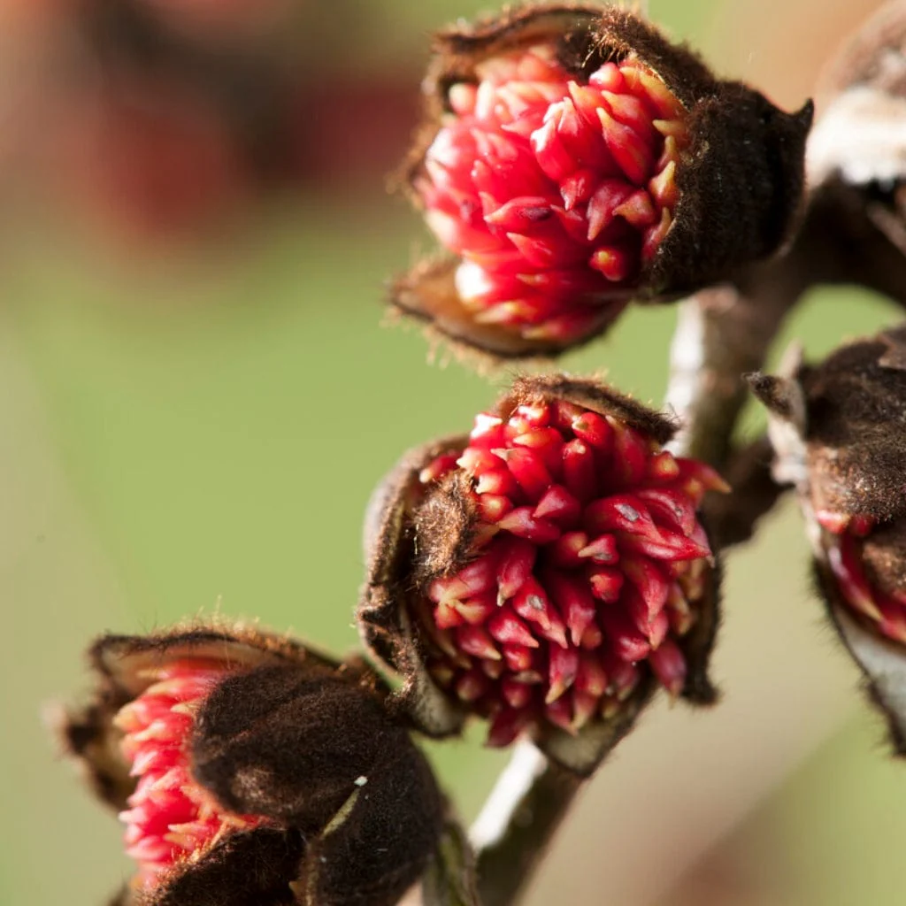Persian Ironwood Tree | Parrotia persica - Image 5