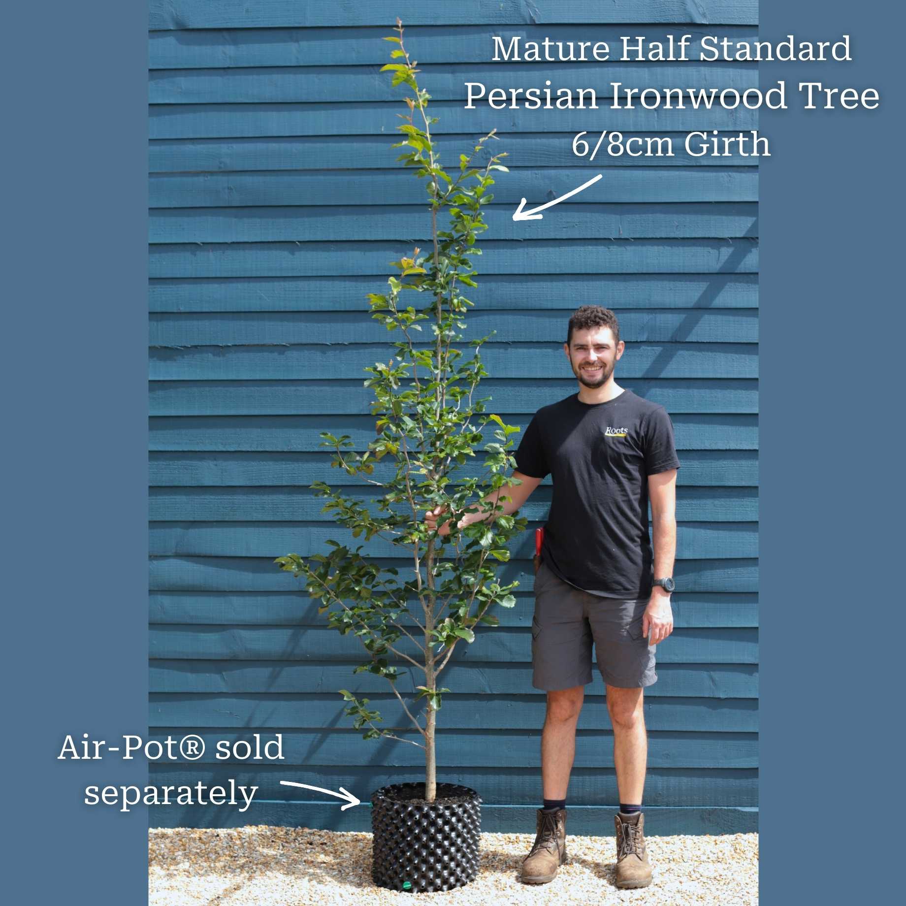 Persian Ironwood Tree | Parrotia persica - Image 6