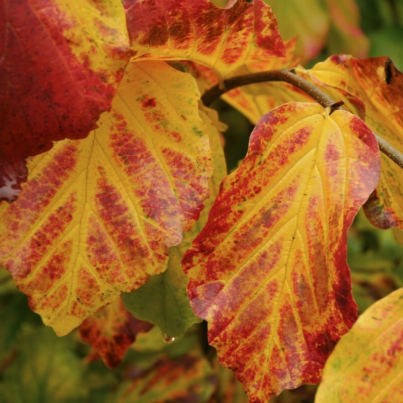 Persian Ironwood Tree | Parrotia persica 'Vanessa' - Image 3