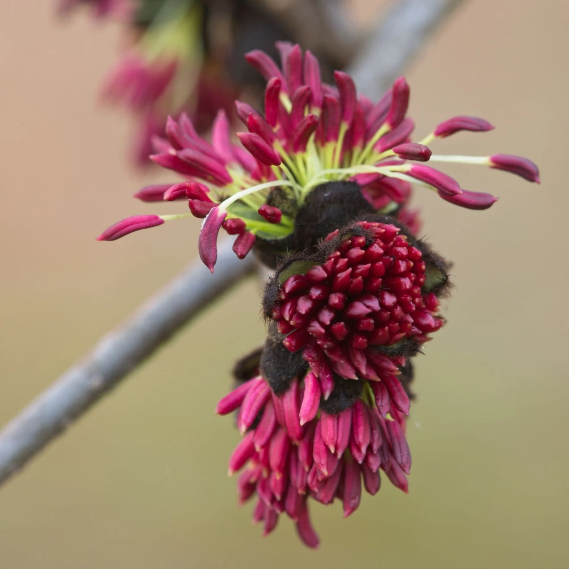Persian Ironwood Tree | Parrotia persica 'Vanessa' - Image 4