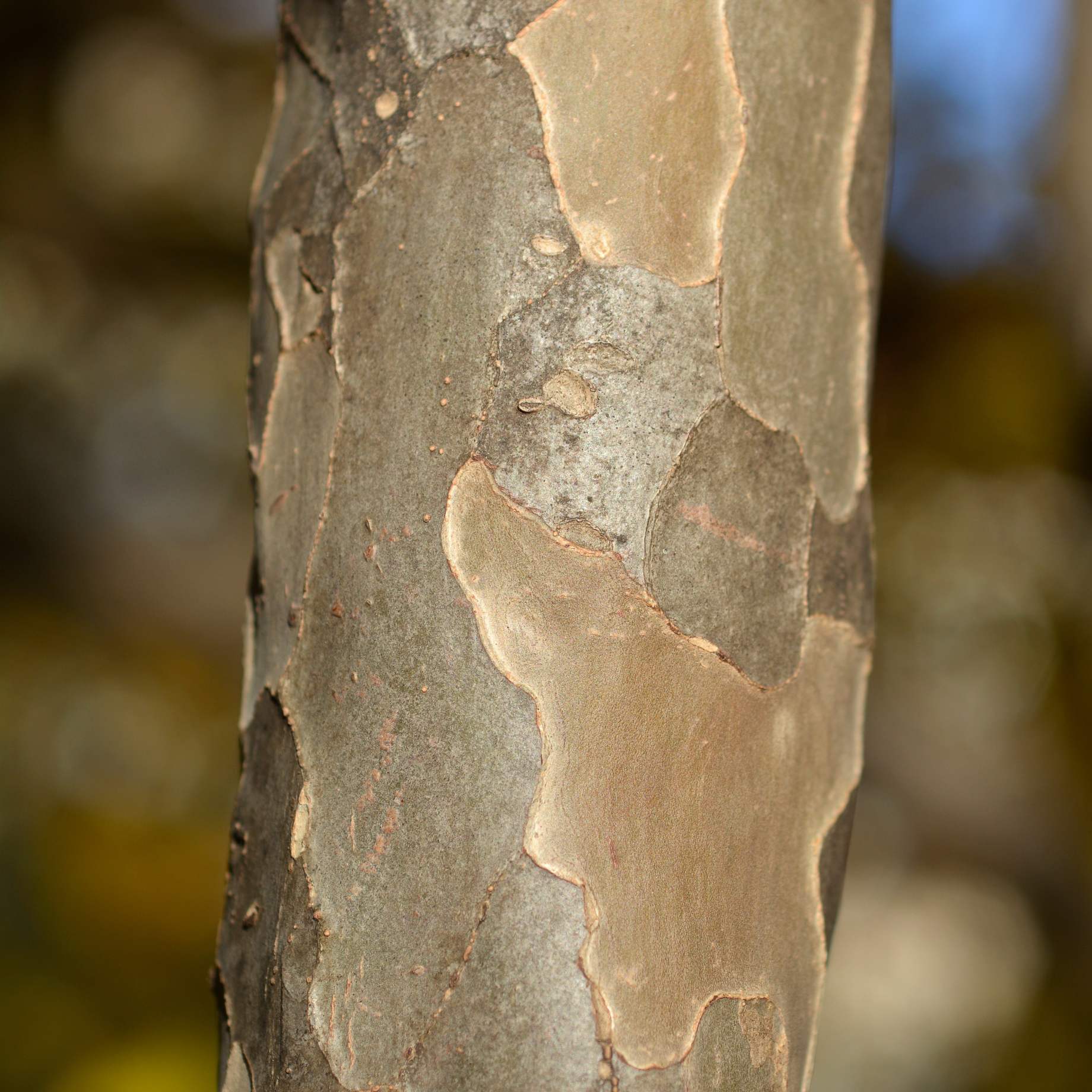 Persian Ironwood Tree | Parrotia persica 'Vanessa' - Image 5
