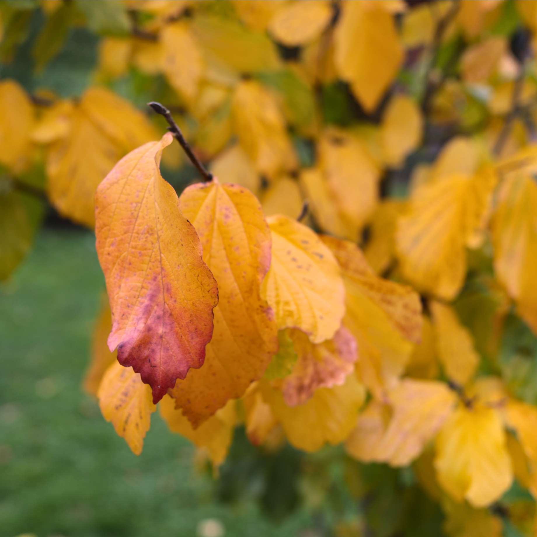 Persian Ironwood Tree | Parrotia persica 'Vanessa' - Image 7