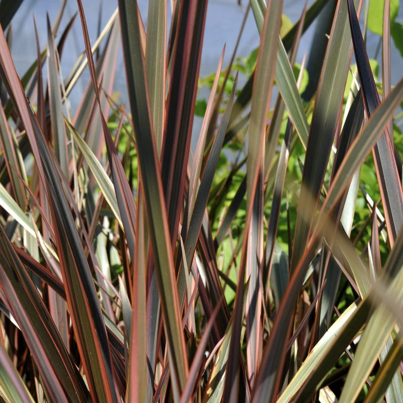 Phormium 'Sundowner' - Image 4