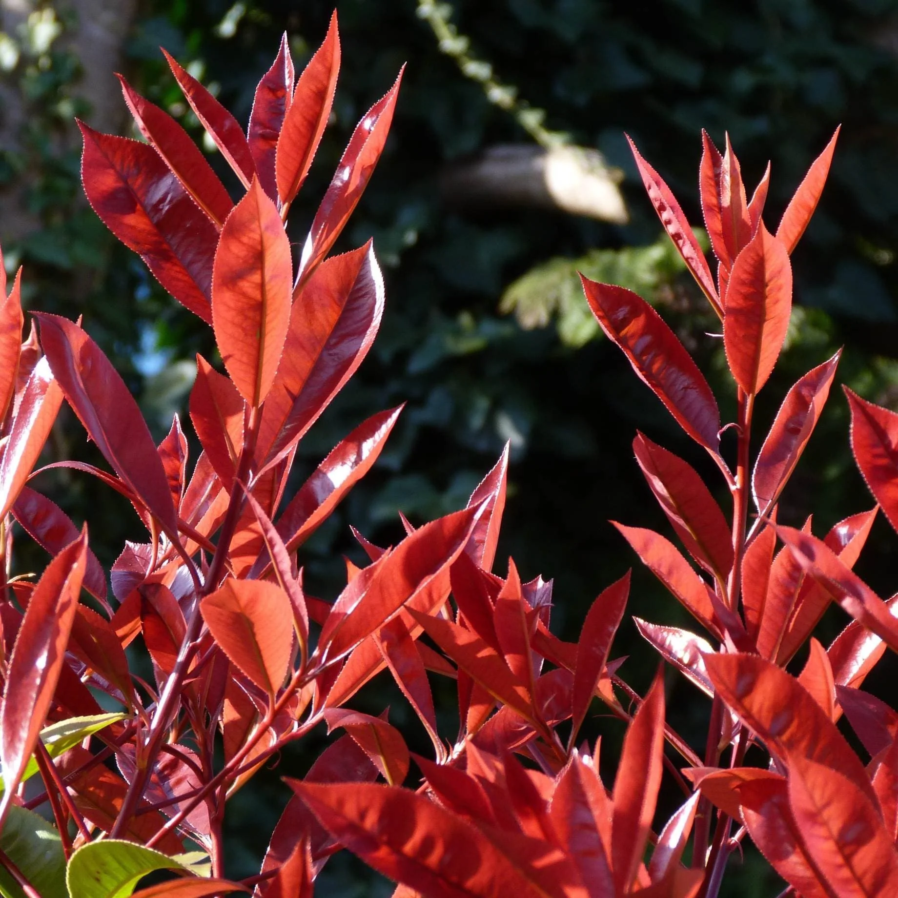 Photinia 'Compacta' | Iron Frame Trellis - Image 2