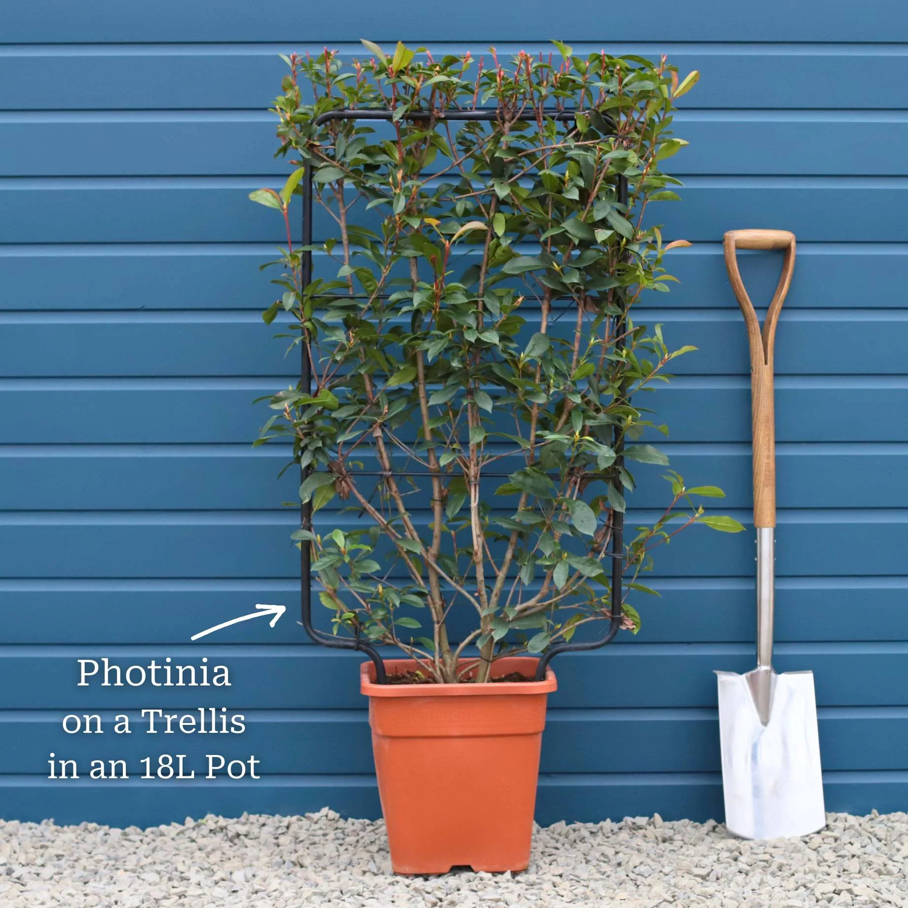 Photinia 'Compacta' | Iron Frame Trellis - Image 3