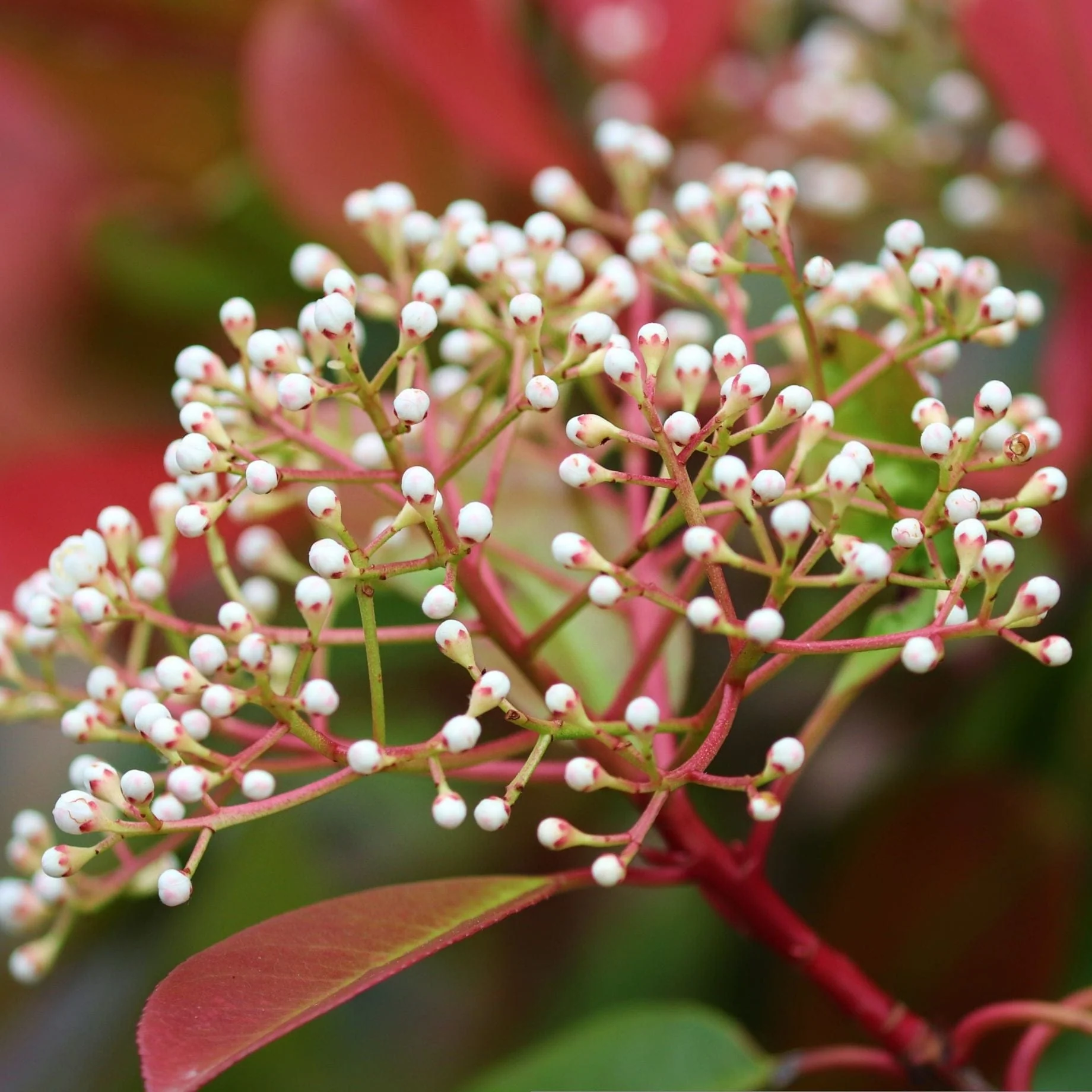 Photinia 'Compacta' | Iron Frame Trellis - Image 4