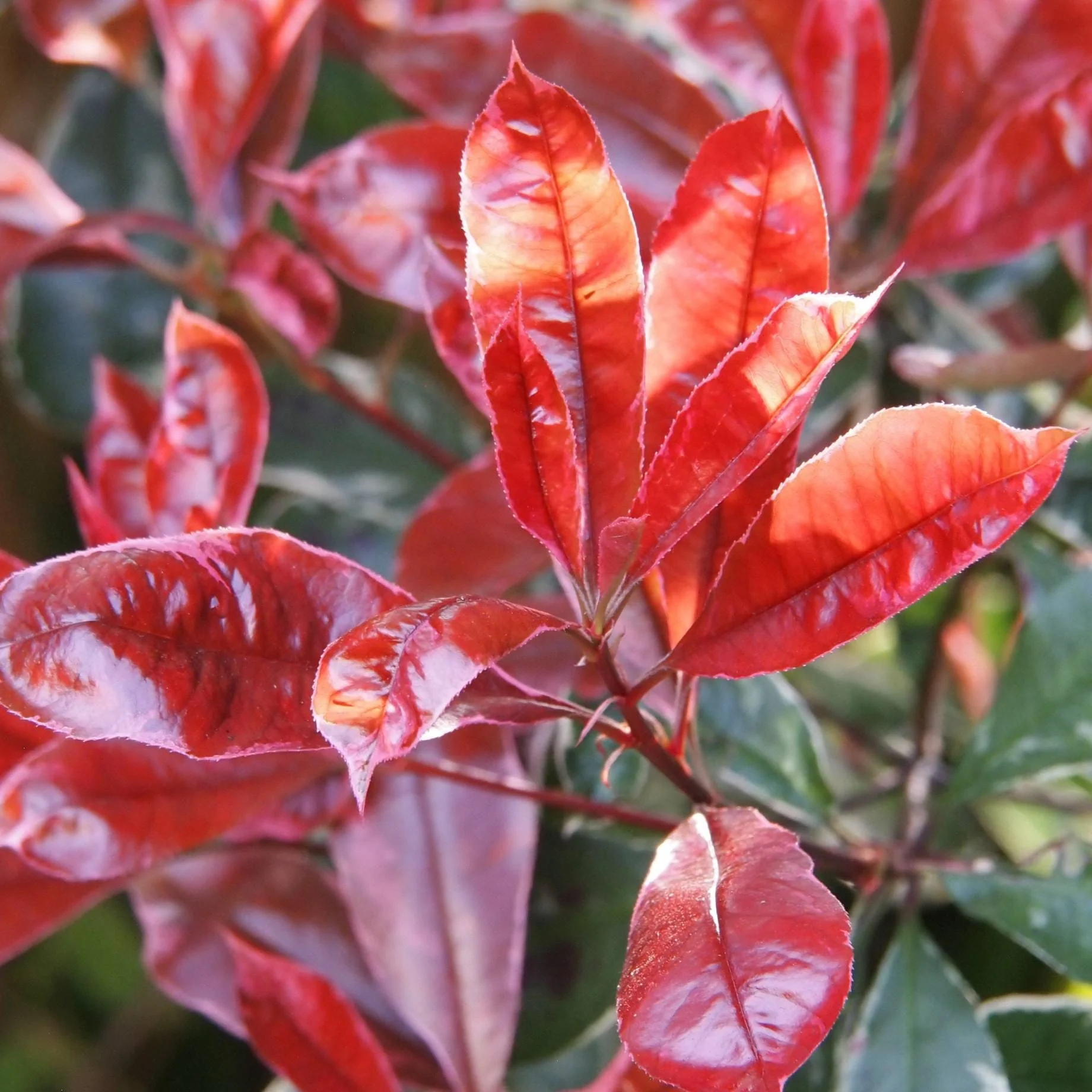 Photinia 'Compacta' | Iron Frame Trellis - Image 5