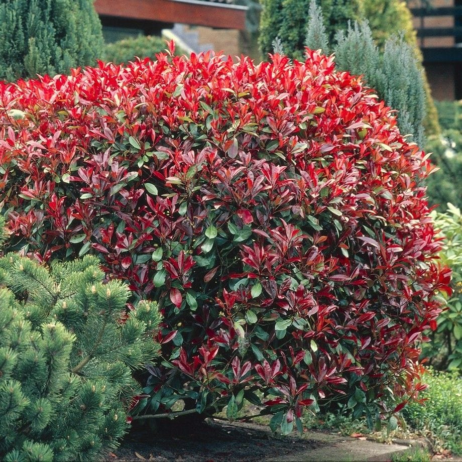 Photinia x fraseri 'Little Red Robin'