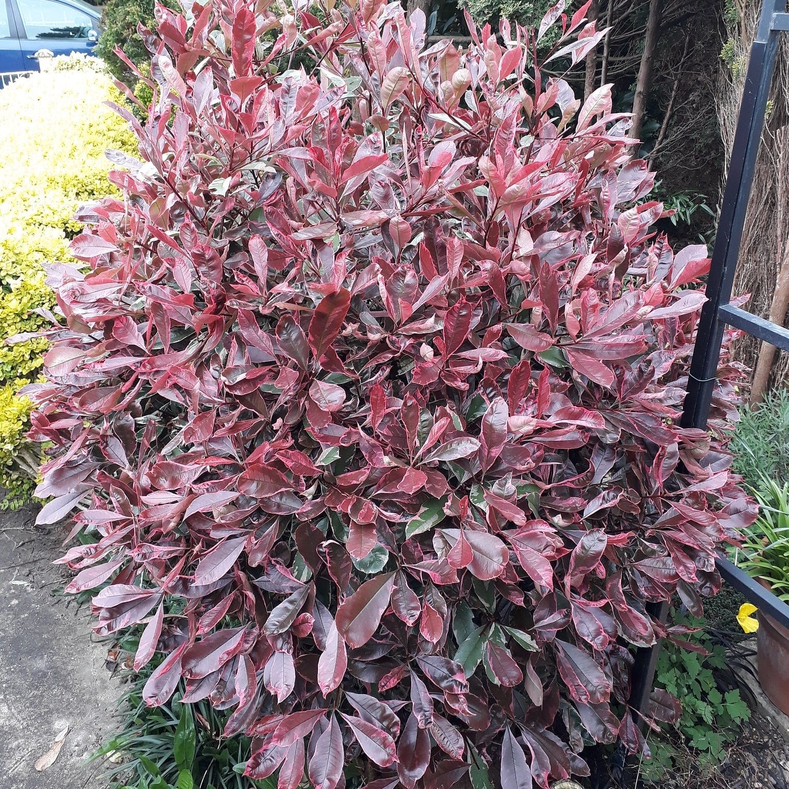 Photinia 'Pink Marble' - Image 3